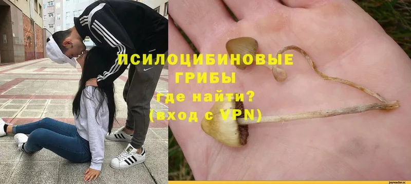 Псилоцибиновые грибы MAGIC MUSHROOMS  Коломна 